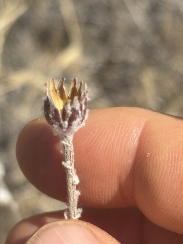 Common Woolly Sunflower seen in Sonoma Valley