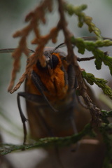 Pygarctia neomexicana