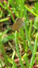 Brephidium pseudofea