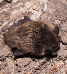 Myotis mystacinus