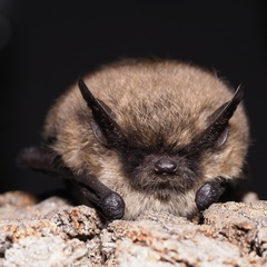 Myotis mystacinus