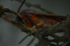 Pygarctia neomexicana