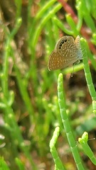 Brephidium pseudofea