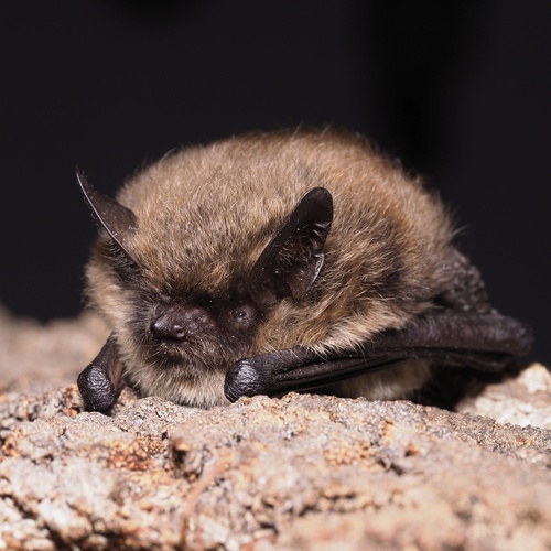 Whiskered Bat