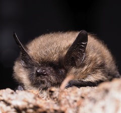 Myotis mystacinus