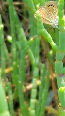 Brephidium pseudofea