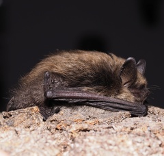 Myotis mystacinus