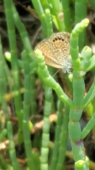 Brephidium pseudofea