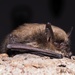 Whiskered Bat - Photo (c) Jakob Fahr, some rights reserved (CC BY-NC), uploaded by Jakob Fahr