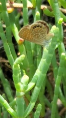 Brephidium pseudofea