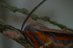 Pygarctia neomexicana