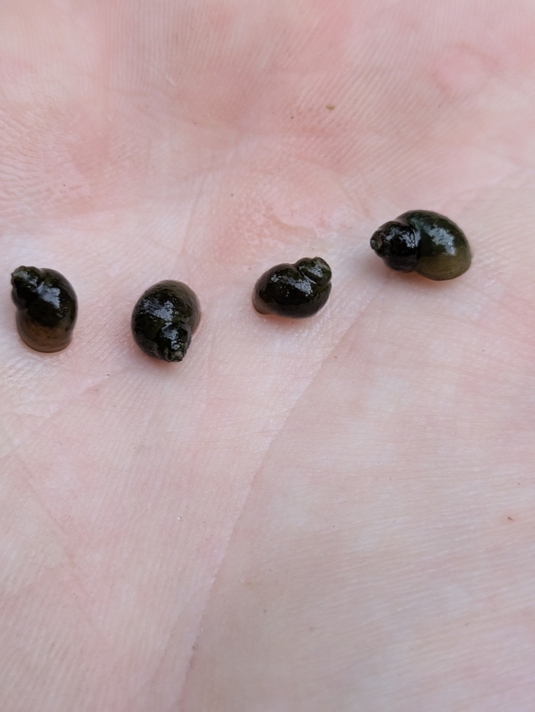Jade Pebblesnail