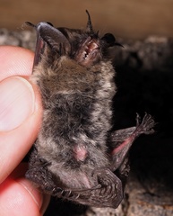 Myotis mystacinus