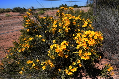 Menodora robusta