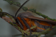 Pygarctia neomexicana