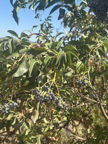 Blue Elder seen in Sonoma Valley