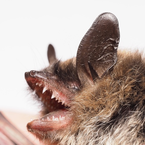 Whiskered Bat