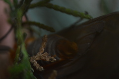 Pygarctia neomexicana