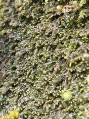 Jubula pennsylvanica