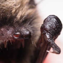 Myotis mystacinus