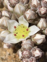 Dudleya brevifolia