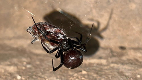Dahl's Black Widow