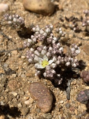 Dudleya brevifolia