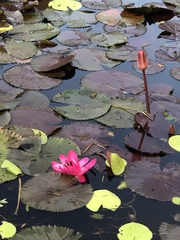Nymphaea rubra