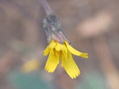 Hieracium scouleri, photograph author not stated, no rights reserved