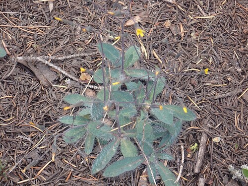 Hieracium scouleri, photograph 6