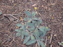 Hieracium scouleri, photograph author not stated, no rights reserved