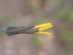 Hieracium scouleri, photograph author not stated, no rights reserved