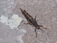 Stenocatantops mistshenkoi