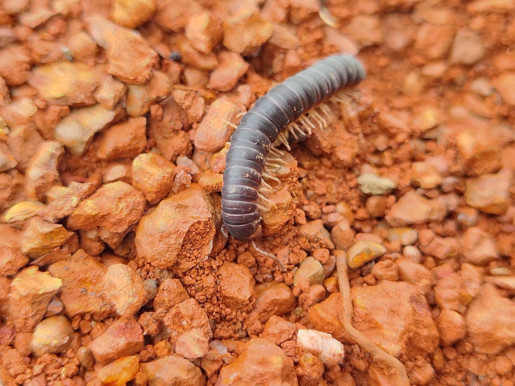 Streptogonopus jerdani