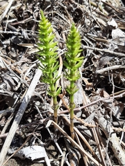 Equisetum pratense