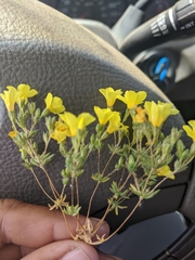Leptosiphon chrysanthus