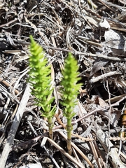 Equisetum pratense