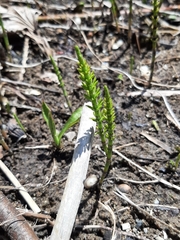 Equisetum pratense