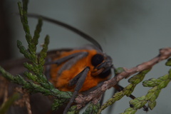 Pygarctia neomexicana