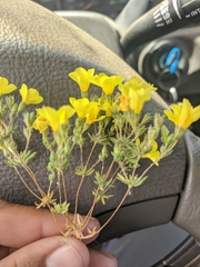 Leptosiphon chrysanthus