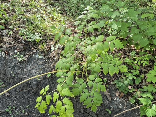 Actaea europaea, photograph 1