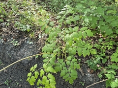 Actaea europaea, photograph (c) Bobo-X, some rights reserved (CC BY)