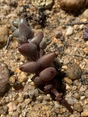 Dudleya brevifolia