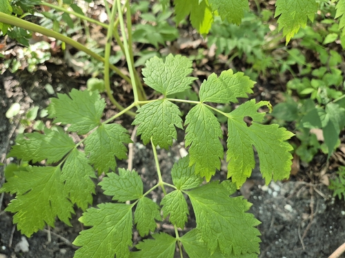 Actaea europaea, photograph 2