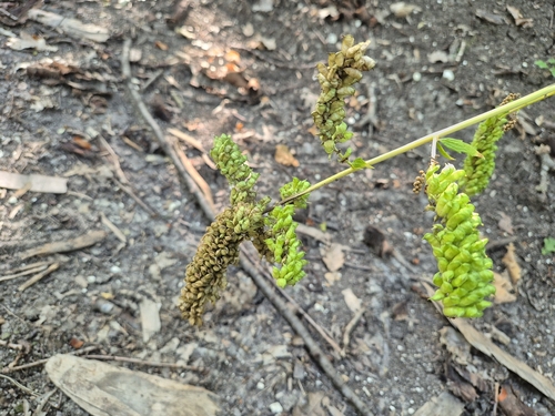 Actaea europaea, photograph 3