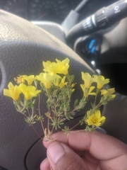 Leptosiphon chrysanthus