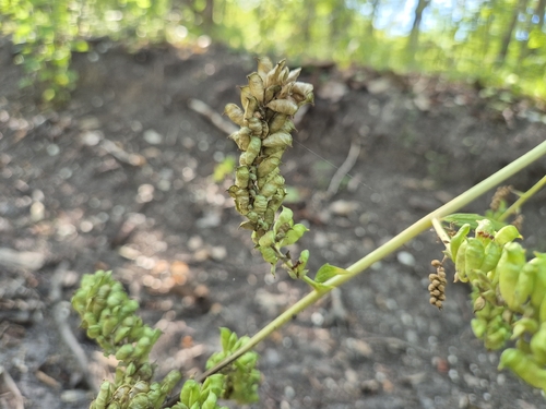 Actaea europaea, photograph 4