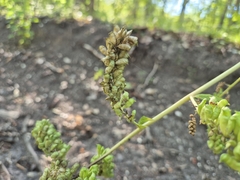 Actaea europaea, photograph (c) Bobo-X, some rights reserved (CC BY)