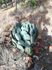 Agave guadalajarana