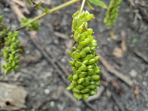 Actaea europaea, photograph 5